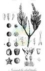 Newcastelia cladotricha