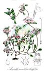 Acanthomintha ilicifolia