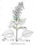 Phyllostegia glabra