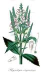 Physostegia virginiana