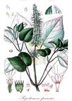 Pogostemon speciosus