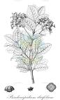 Pseudocarpidium ilicifolium