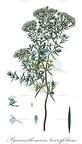 Pycnanthemum tenuifolium