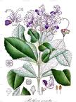 Rotheca serrata