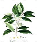 Symphorema involucratum