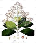 Tectona grandis