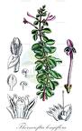 Thorncroftia longiflora
