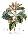 Aegiphila bogotensis