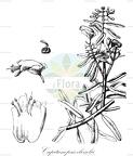 Capitanopsis cloiselii