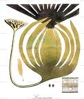 Laminaria