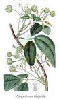 Stauntonia latifolia