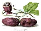 Stauntonia latifolia