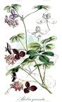 Akebia quinata