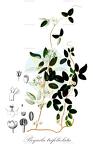 Boquila trifoliolata