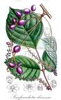 Sinofranchetia chinensis