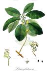 Litsea glutinosa