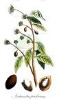 Nectandra pichurim