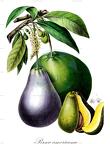 Persea americana