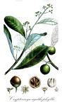Cryptocarya agathophylla