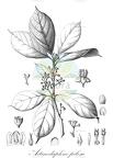 Actinodaphne pilosa