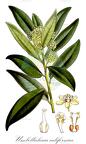 Umbellularia californica
