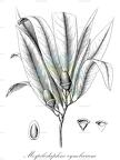 Mespilodaphne cymbarum