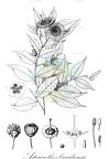 Asteranthos brasiliensis