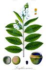 Lecythis minor