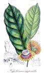 Napoleonaea imperialis