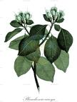 Planchonia careya