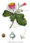 Barringtonia asiatica