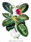 Barringtonia asiatica