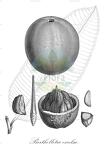 Bertholletia excelsa