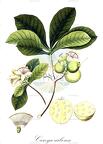 Careya arborea