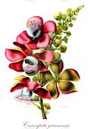 Couroupita guianensis