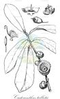 Crateranthus talbotii