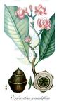 Eschweilera grandiflora