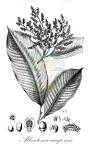 Allantoma uaupensis