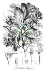 Foetidia obliqua