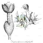 Drepanolejeunea orthophylla