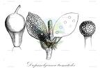 Drepanolejeunea trematodes