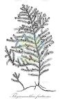 Thysananthus fruticosus