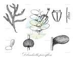 Dibrachiella parviflora