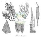 Bestia longipes