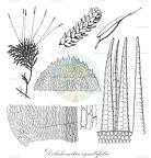 Dolichomitra cymbifolia