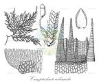 Camptochaete arbuscula