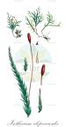 Isothecium alopecuroides