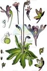 Pinguicula vulgaris