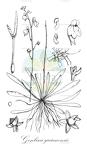 Genlisea guianensis