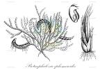 Protocephalozia ephemeroides